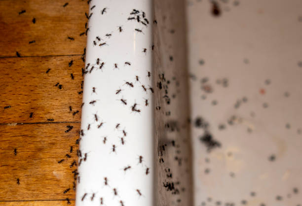 Best Commercial Pest Control Services  in Lovelock, NV