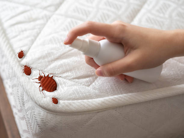Best Ant Control Services  in Lovelock, NV