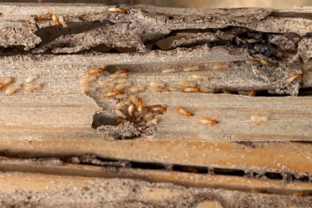 Bird Control in Lovelock, NV